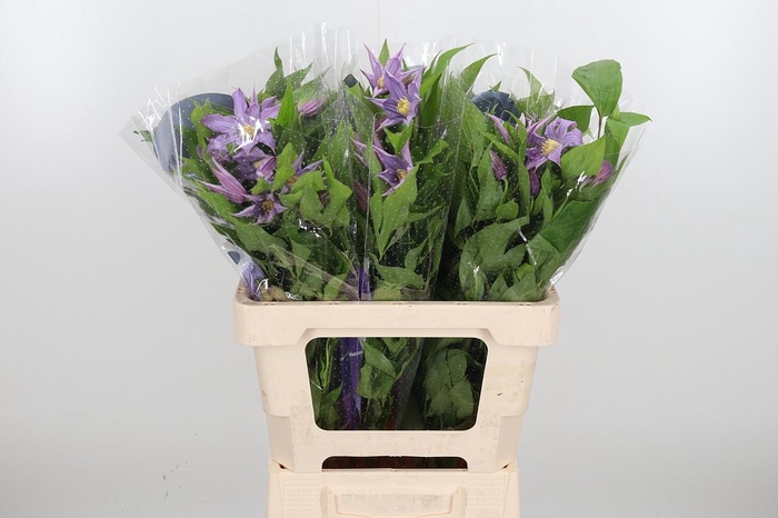 <h4>Clem Amazing London</h4>