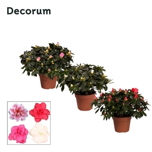 Azalea 'gemengd' 30 - 32 cm Decorum