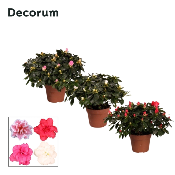 <h4>Azalea 'gemengd' 30 - 32 cm Decorum</h4>