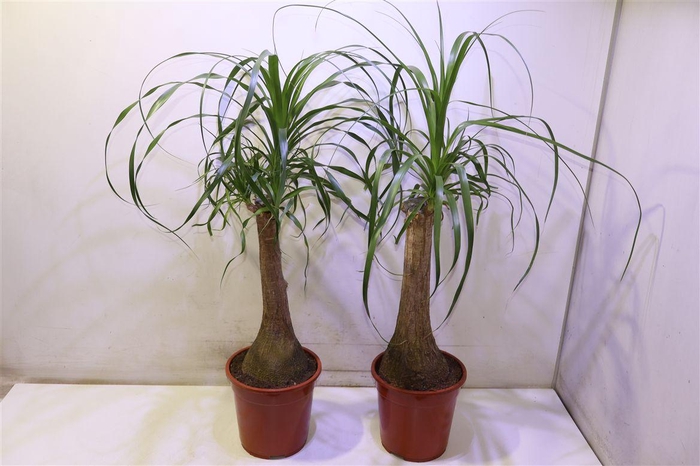 <h4>arr8 Beaucarnea Recur</h4>