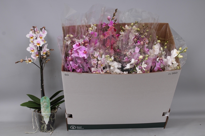 <h4>PHAL MF GEM 5 KL</h4>