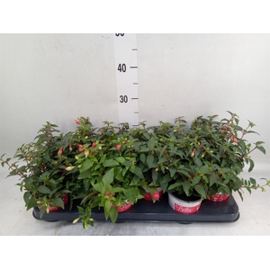 Fuchsia  'Bella Fuchsia Hilda'