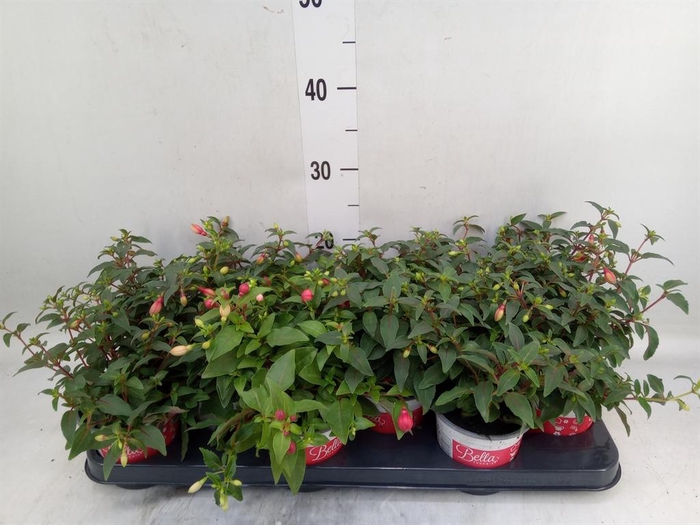 <h4>Fuchsia  'Bella Fuchsia Hilda'</h4>