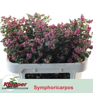 SYMPHO MAG RUBY FALL