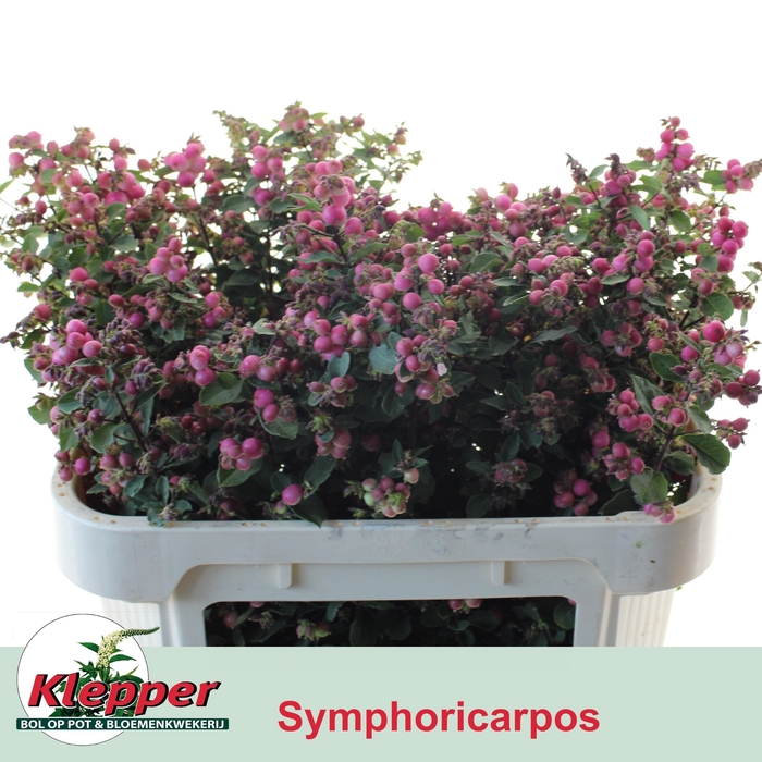 <h4>SYMPHO MAG RUBY FALL</h4>