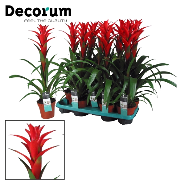 <h4>Guzmania Ostara (Decorum)</h4>