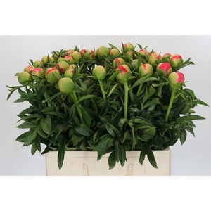 Paeonia coral sunset