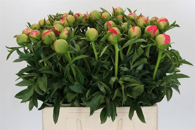 <h4>Paeonia coral sunset</h4>