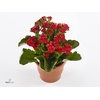 Kalanchoe blos. 'Cima Red'