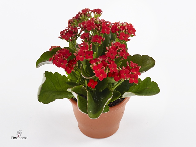 Kalanchoe blos. 'Cima Red'