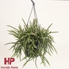Rhipsalis baccifera subsp. horrida