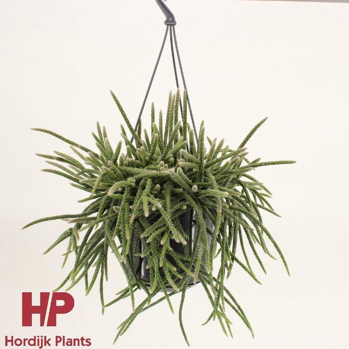 Rhipsalis baccifera subsp. horrida