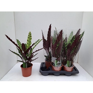 CALAT LANCIFOLIA