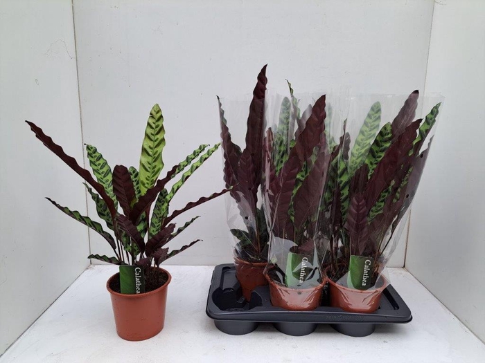 <h4>CALAT LANCIFOLIA</h4>