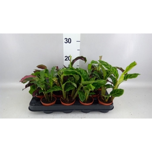 Calathea ...mix