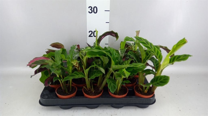 <h4>Calathea   ...mix</h4>