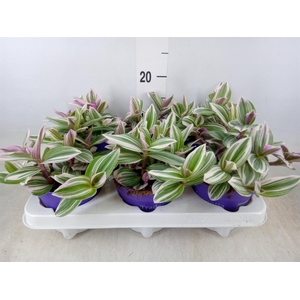 Tradescantia ...