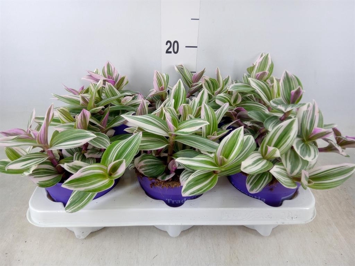 <h4>Tradescantia ...</h4>