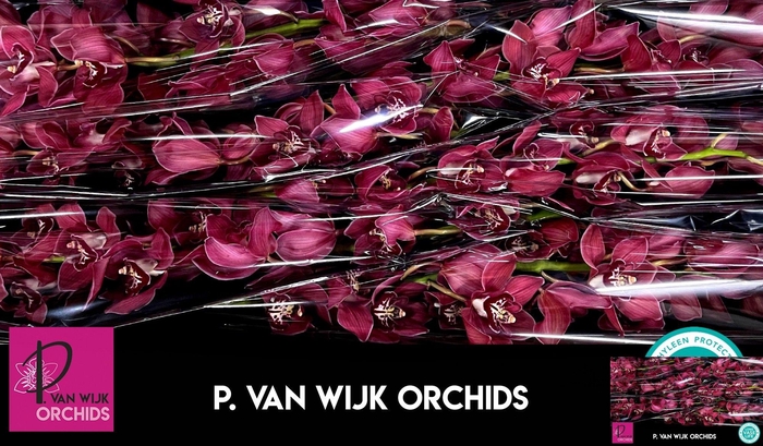 <h4>CYMB T FERR-ARI</h4>