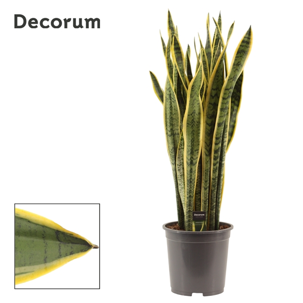 <h4>Sansevieria Laurentii 27 cm (Decorum)</h4>