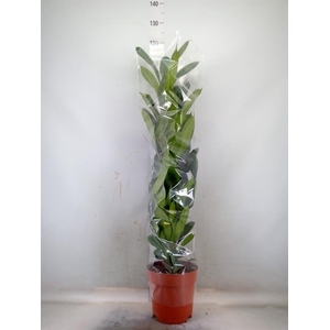 Ficus cyathistipula