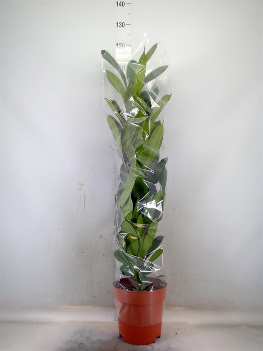 <h4>Ficus cyathistipula</h4>