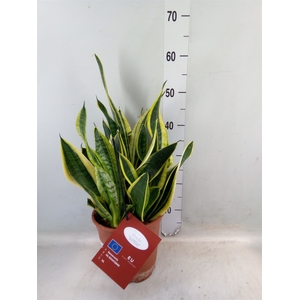 Sansevieria trifa. 'Laurentii'