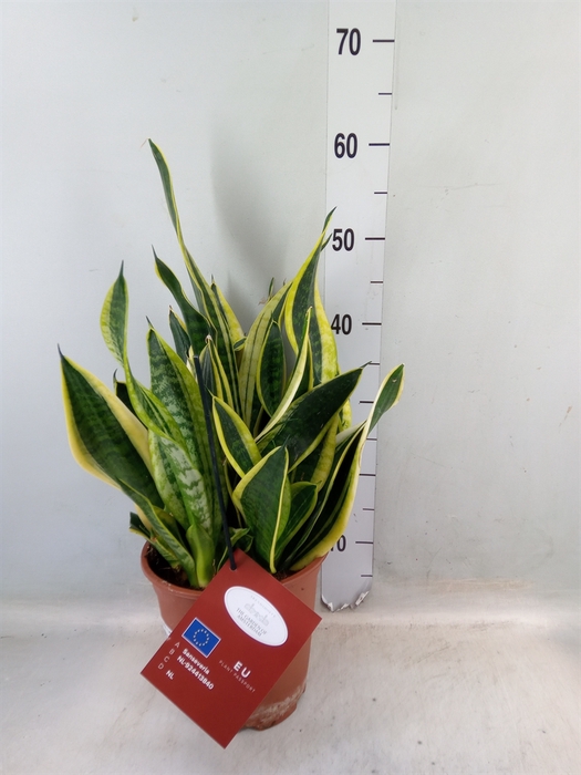 <h4>Sansevieria trifa. 'Laurentii'</h4>