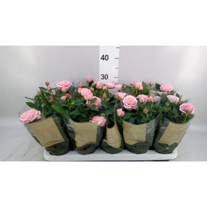 Rosa  'Adele Kordana Grande'