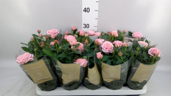 Rosa  'Adele Kordana Grande'