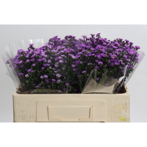 Aster Baby Pink
