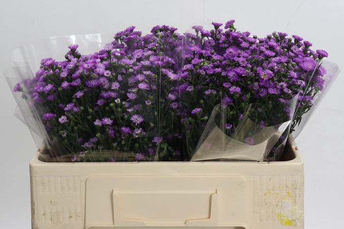 <h4>Aster Baby Pink</h4>