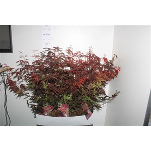 Acer Pa Atropurpureu