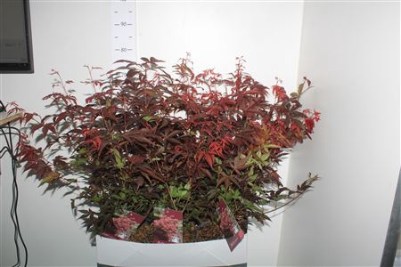 <h4>Acer Pa Atropurpureu</h4>