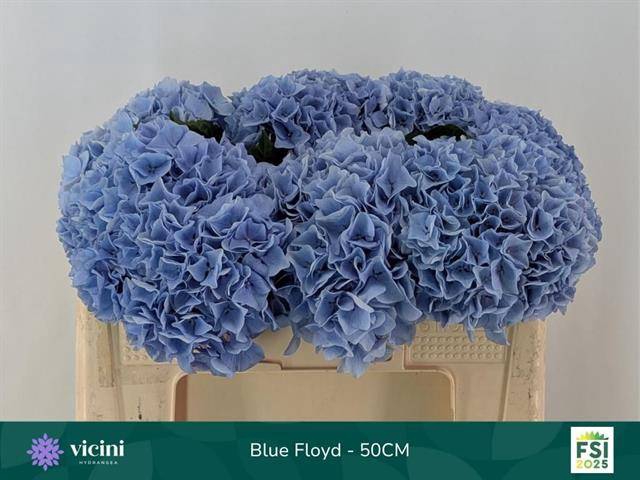 <h4>HYDR M MAG PI FLOY B</h4>