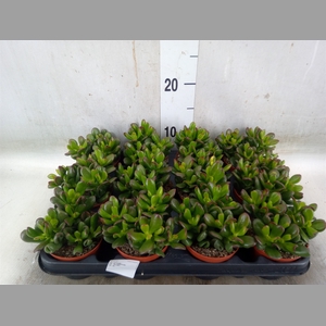 Crassula   ...