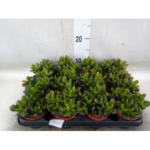 Crassula   ...