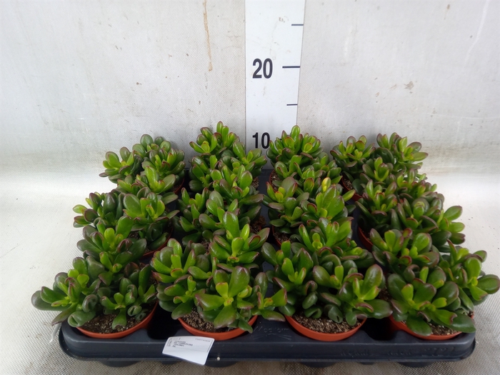 <h4>Crassula   ...</h4>
