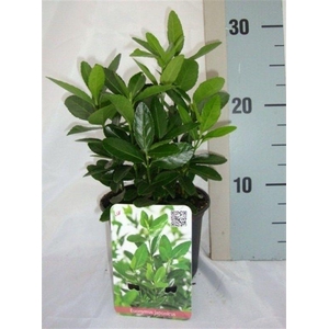 Euonymus Japonicus