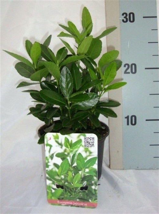 <h4>Euonymus japonicus</h4>