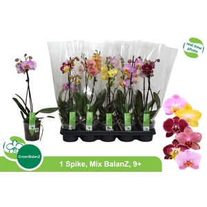 PHAL GEM