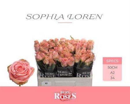 <h4>R Gr Sophia Loren</h4>