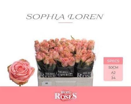 <h4>R Gr Sophia Loren</h4>