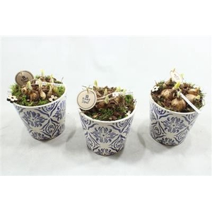 3337 KER BLAUW-WIT TETE