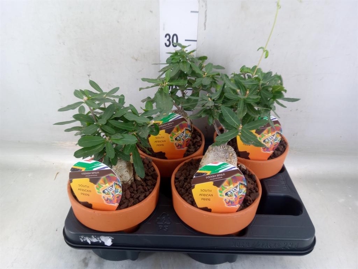 <h4>Succulents   ...</h4>