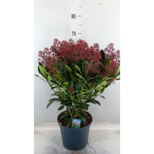 Skimmia jap. 'Rubella'