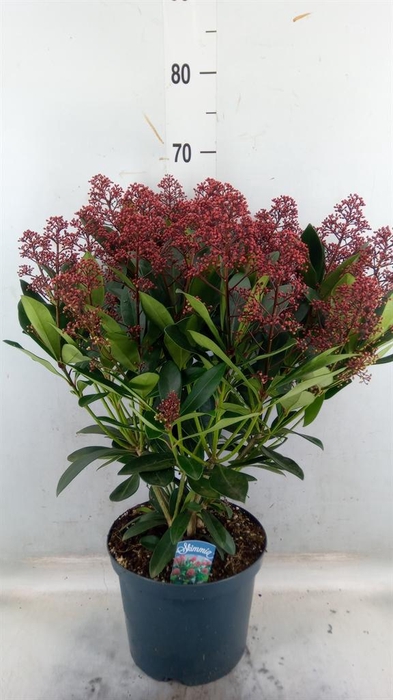 <h4>Skimmia jap. 'Rubella'</h4>