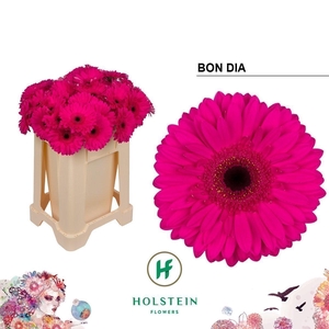 Gerbera bon dia