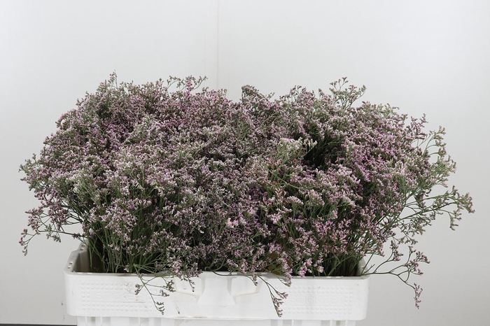 <h4>Lim Saf Oshi Pink</h4>