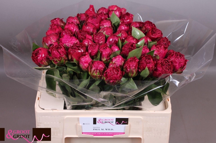 <h4>Peonia Paul M Wild</h4>